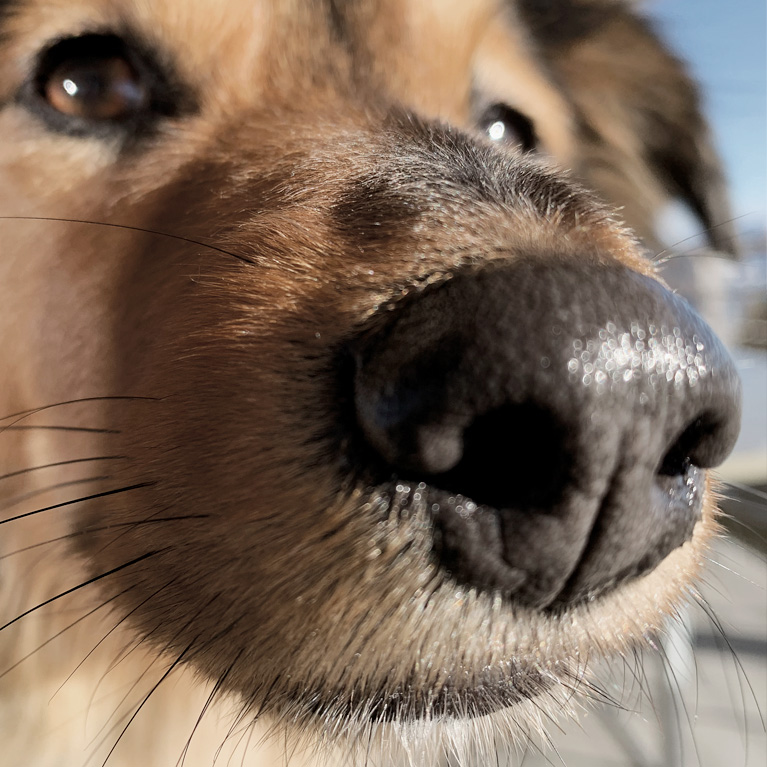 Therapiehund Ella